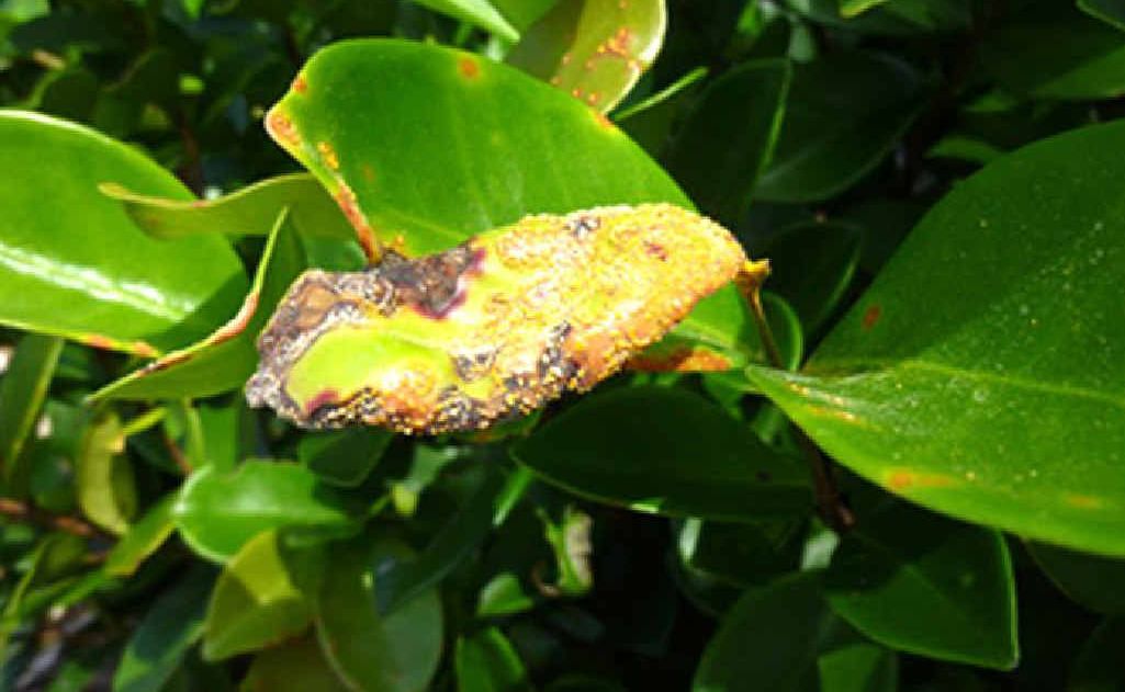 Myrtle rust has been detected on the Fraser Coast in Pialba and Dundowran Beach. Myrtle rust has been detected on the Fraser Coast in Pialba and Dundowran Beach.